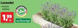 Thomas Philipps Lavendel Angebot