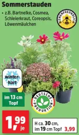 Thomas Philipps Sommerstauden Angebot