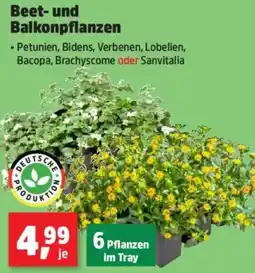 Thomas Philipps Beet- und Balkonpflanzen Angebot