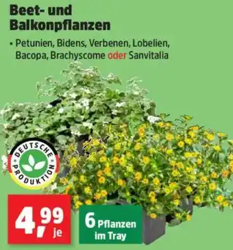 Thomas Philipps Beet- und Balkonpflanzen Angebot