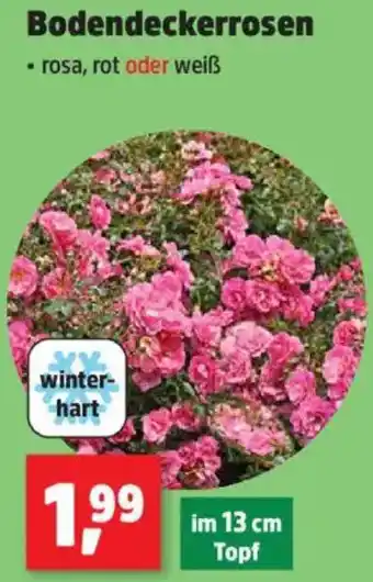Thomas Philipps Bodendeckerrosen Angebot