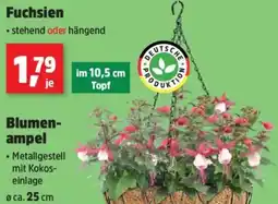 Thomas Philipps Fuchsien Angebot