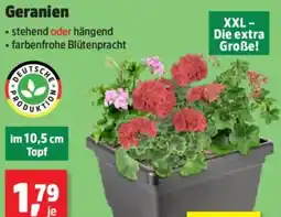 Thomas Philipps Geranien Angebot
