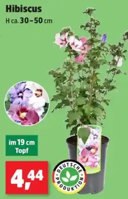 Thomas Philipps Hibiscus Angebot