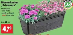 Thomas Philipps Blumenkasten ,,Primavera" Angebot