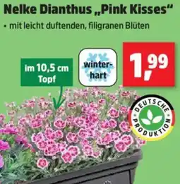 Thomas Philipps Nelke Dianthus ,,Pink Kisses" Angebot