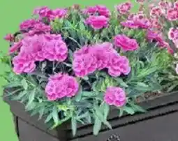 Thomas Philipps Nelke Dianthus ,,Peman" Angebot