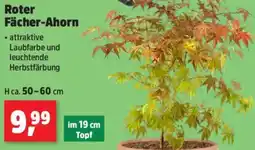 Thomas Philipps Roter Fächer-Ahorn Angebot