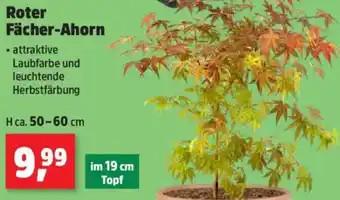 Thomas Philipps Roter Fächer-Ahorn Angebot