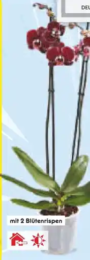 Netto Marken-Discount Orchidee Angebot