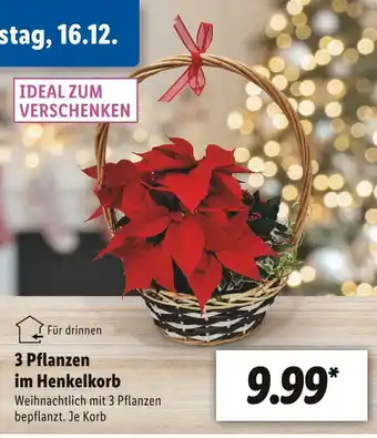 Lidl 3 pflanzen im henkelkorb Angebot