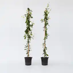 Netto Marken-Discount Plant in a Box - Sternjasmin - 2 Stk - Trachelospermum jasminoides - Höhe 110-120cm - Topf 17cm Angebot