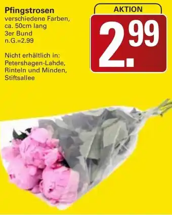 WEZ Pfingstrosen Angebot