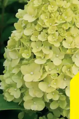 Hagebau Rispen-Hortensie Hydrangea Paniculata Angebot