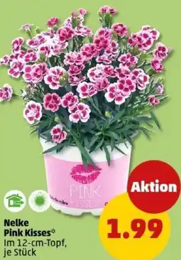 PENNY Nelke Pink Kisses Angebot