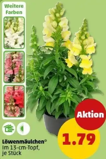 PENNY Löwenmäulchen Angebot