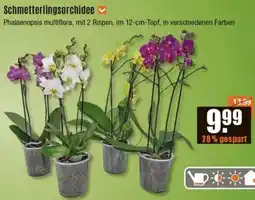 V Baumarkt Schmetterlingsorchidee Angebot