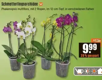 V Baumarkt Schmetterlingsorchidee Angebot