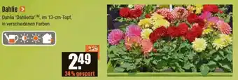 V Baumarkt Dahlie Angebot