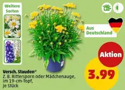 PENNY Versch. Stauden Angebot