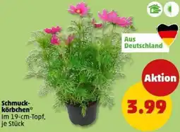 PENNY Schmuckkörbchen Angebot