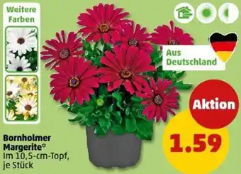 PENNY Bornholmer Margerite Angebot