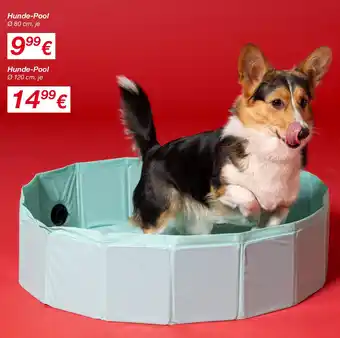 KiK Hunde-Pool Angebot