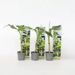 Netto Marken-Discount Plant in a Box - Bananenpflanze - 3 Stk - Musa basjoo - Höhe 25-40cm - Topf 9cm Angebot