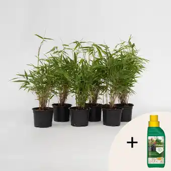 Netto Marken-Discount Plant in a Box - Bambus - 6 Stk - Fargesia rufa - Höhe 25-40cm - Topf 13cm Angebot