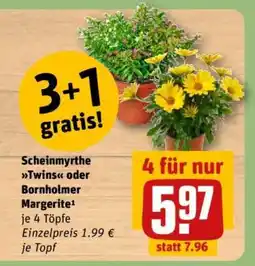 REWE Scheinmyrthe Twins oder Bornholmer Margerite Angebot