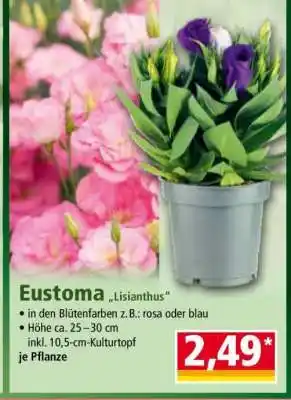 Norma Eustoma „Lisianthus“ Angebot