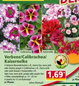 Norma Verbene/Calibrachoa/Kaisernelke Angebot