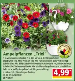 Norma Ampelpflanzen „Trixi“ Angebot