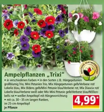 Norma Ampelpflanzen „Trixi“ Angebot
