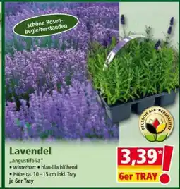 Norma Lavendel Angebot