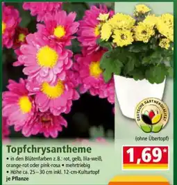 Norma Topfchrysantheme Angebot
