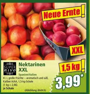 Norma Nektarinen XXL Angebot