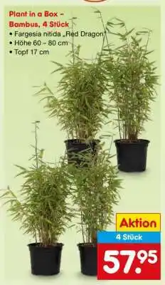 Netto Marken-Discount Plant in a Box – Bambus, 4 Stück Angebot