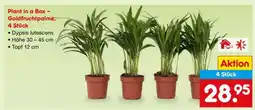 Netto Marken-Discount Plant in a Box – Goldfruchtpalme, 4 Stück Angebot