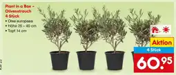 Netto Marken-Discount Plant in a Box – Olivenstrauch 4 Stück Angebot