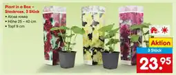 Netto Marken-Discount Plant in a Box – Stockrose, 3 Stück Angebot