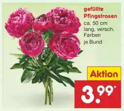 Netto Marken-Discount Gefüllte Pfingstrosen Angebot