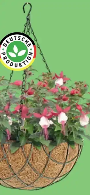 Thomas Philipps Blumenampeln Angebot