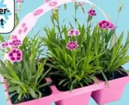 Thomas Philipps Nelken Dianthus Pink Kisses Angebot