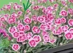 Thomas Philipps Nelken Dianthus Pink Kisses Angebot