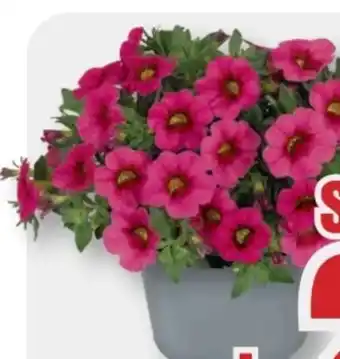 B1 Discount Baumarkt Mini-Petunien Angebot