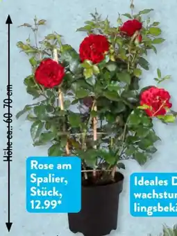 Aldi Süd Gärtners Schätze Rose Angebot