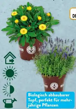 Aldi Süd Gardenline Stauden Angebot