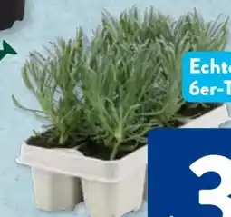 Aldi Süd Gärtners Schätze Lavendelpflanzen Angebot