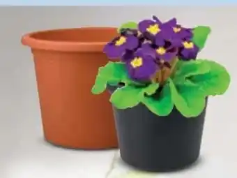 Ostermann Pflanzgefäß Casa Angebot